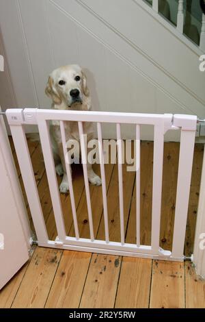 Cane domestico, Golden Retriever, cucciolo, seduto dietro la scala, Inghilterra, Regno Unito Foto Stock