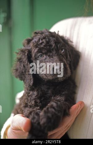 Cane domestico, Irish Water Spaniel, cucciolo tenuto nelle mani della gente Foto Stock