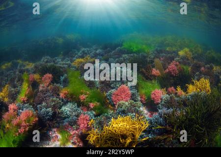 Luce del sole sott'acqua su varie alghe colorate nell'oceano Atlantico, scena naturale, Spagna, Galizia Foto Stock