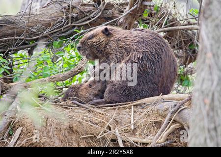 Beaver americano (Castor canadensis) madre, con bambino succhiare, seduto in banca (U.) S. A Foto Stock