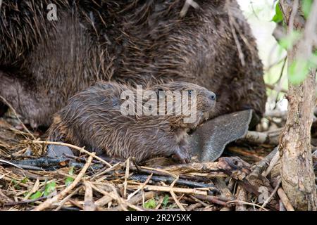 Beaver americano (Castor canadensis) bambino, seduto accanto alla madre in banca (U.) S. A Foto Stock