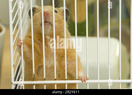 Criceto dorato nativo (Mesocricetus auratus), adulto, aggrappato alle barre della gabbia Foto Stock