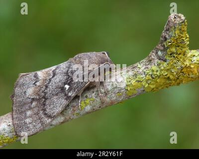Pino Nano Pino-pino (Dendrolimus pini) adulto maschio, dorme su ramo, Valle Cannobina, Alpi Italiane, Italia Foto Stock
