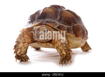 Tartaruga africana (Geochelone sulcata) giovanile, in piedi Foto Stock