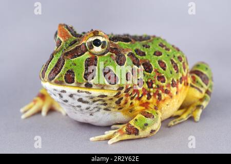 Cranwell's cranwell's giovane rana corna (Ceratophrys cranwelli) Foto Stock