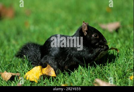 Scoiattolo grigio orientale (Sciurus carolinensis), roditori, mammiferi, animali, scoiattolo grigio orientale fase nera, al pascolo, alimentazione, utricularia Foto Stock