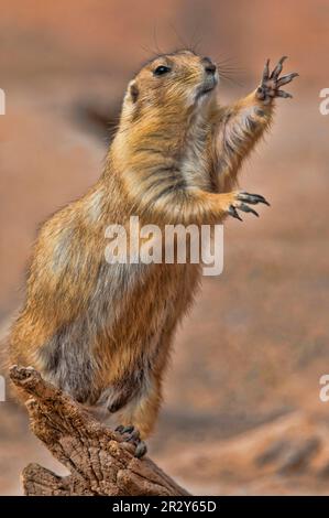 Cane della prateria dalla coda nera, cani della prateria dalla coda nera (Cynomys ludovicianus), roditori, mammiferi, animali, cane della prateria dalla coda nera adulto, che raggiunge Foto Stock