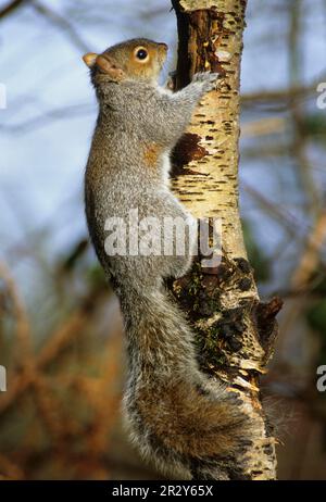 Scoiattolo grigio orientale (Sciurus carolinensis), scoiattolo grigio, roditori, mammiferi, animali, Scoiattolo grigio orientale sul tronco dell'albero, Washington, Sussex Foto Stock