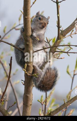 Scoiattolo grigio orientale (Sciurus carolinensis), roditori, mammiferi, animali, scoiattolo grigio orientale adulto, albero di arrampicata in parcheggio, Fulwood, Preston Foto Stock