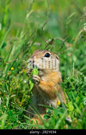 Europeo Souslik (Spermophilus citellus) adulto, nutrirsi di foglie, Bulgaria Foto Stock