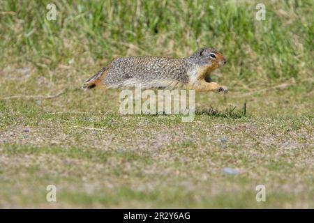 Scoiattolo colombiano di terra (Urocitellus colombianus) adulto, corsa, Montagne Rocciose, Alberta, Canada Foto Stock