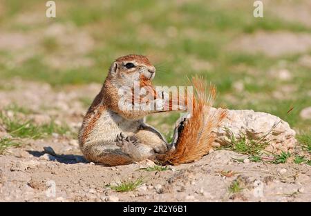 Cape Ground Squirrel (Xerus inauris) coda di governare, Etosha N. P. Namibia Foto Stock