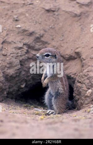 Scoiattolo del Capo (Xerus inauris), roditori, mammiferi, animali, scoiattolo, Ground Baby in piedi sulle zampe posteriori alla bocca del burrow. Kalahari Foto Stock