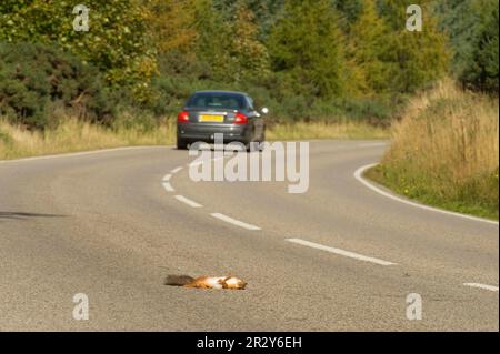 Scoiattolo rosso eurasiatico (Sciurus vulgaris), scoiattoli, roditori, mammiferi, animali, Scoiattolo rosso eurasiatico adulto, ucciso su strada, Black Isle, Ross e. Foto Stock