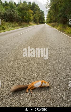 Scoiattolo rosso eurasiatico (Sciurus vulgaris), scoiattoli, roditori, mammiferi, animali, Scoiattolo rosso eurasiatico adulto, ucciso su strada, Black Isle, Ross e. Foto Stock