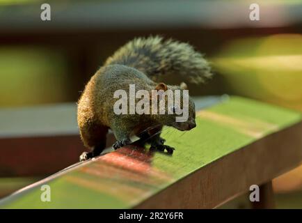 Scoiattolo rosso, scoiattolo di Pallas, roditori, mammiferi, animali, Scoiattolo di Pallas (Callosciurus erythraeus) adulto, in piedi su ringhiera di legno Foto Stock