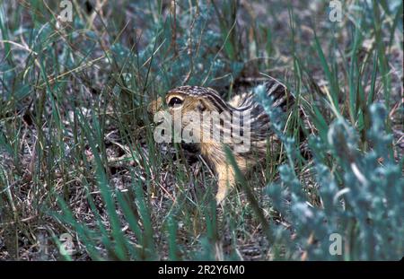 Tredici-fiancheggiati tredici-fiancheggiata scoiattolo terreno (Ictidomys tridecemlineatus), noto anche come chipmunk, scoiattolo terreno ampiamente distribuito Foto Stock