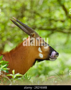 Bono orientale (Tragelaphus eurycerus isaaci) adulto, primo piano della testa, faccia leccare, prigioniero Foto Stock