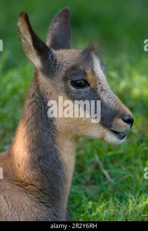 Camosci dei Pirenei (Rupicapra pyrenaica) giovanile, primo piano della testa, Pirenei, Francia Foto Stock