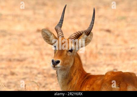 Kobus vardoni, Puku, pukus (Kobus vardonii), antilopi, ungulati, Ungulati, mammiferi, animali, maschi adulti Puku, primo piano della testa, Sud Foto Stock