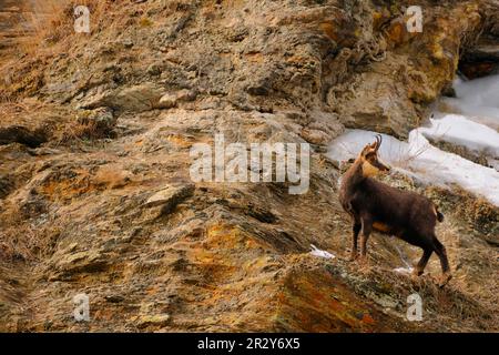 Camosci, camosci, camosci (Rupicapra rupicapra), caprini, ungulati, Mammiferi, animali, camoscio alpino adulto, in piedi sulla scogliera di montagna con Foto Stock