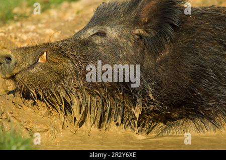 Eurasian Wild Boar (Sus scrofa) giovane maschio, primo piano della testa, wallowing nel fango, su fattoria cinghiale, Devon, Inghilterra, Regno Unito Foto Stock