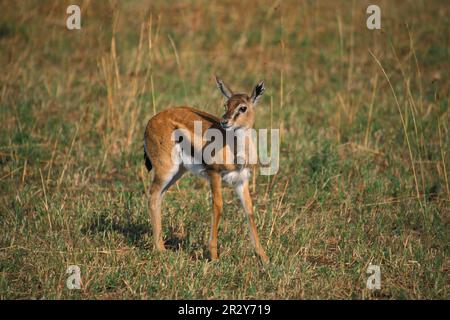 Gazzelle di Thomson (Gazella thomsoni) giovane Foto Stock