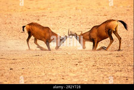 Congoni, hartebeest (Alcelaphus buselaphus), Congonis, hartebeest, antilopi, Ungulati, ungulati pari-toed, mammiferi, animali, maschi più artebei rossi Foto Stock