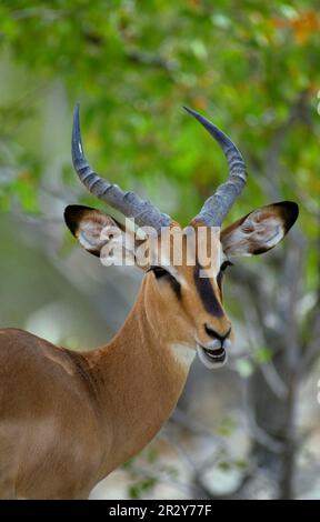 Impala a faccia nera (Aepycerus melampus petersi) primo piano della testa Foto Stock