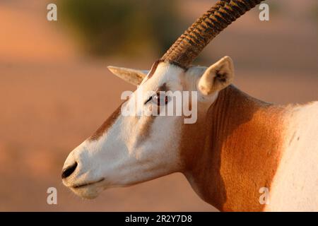 Orice di scimitar, antilope di scimitar-corned, antilopi, ungulati, mammiferi, Animali, orice scimitar (dammah Oryx) adulto, primo piano, Dubai Foto Stock