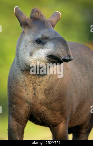 Tapir brasiliano adulto, primo piano, Brasile, tapir, tapiri, Ungulati, mammiferi, animali, ungulati con punta dispari, tapiro brasiliano adulto, primo piano di Foto Stock