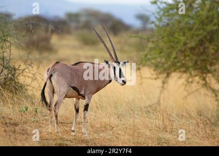 Beisa Oryx (Oryx beisa) adulto, in piedi in savana secca, Awash N. P. Afar Regione, Etiopia Foto Stock