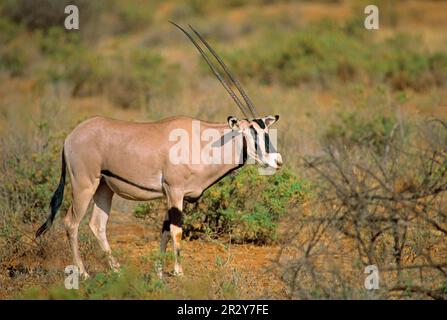 Orice dell'Africa orientale, antilope di beisa, antilope di beisa, spitbuck, spitbuck, antilope di orice, antilopi di orice, antilopi, ungulati, ungulati pari-toed Foto Stock