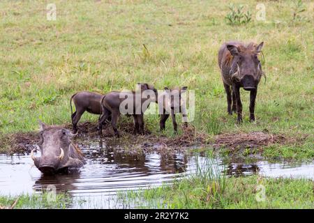 Comune warthog comune (Phacochoerus africanus), adulti e giovani, wallowing e in piedi in acqua, Delta di Okavango, Botswana Foto Stock