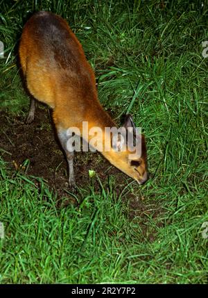 Duiker con fianchi rossi (Cephalophus rufilatus), Duiker con fianchi rossi, antilopi, ungulati, ungulati con punte pari, Mammiferi, animali, Duiker con fianchi rossi Foto Stock