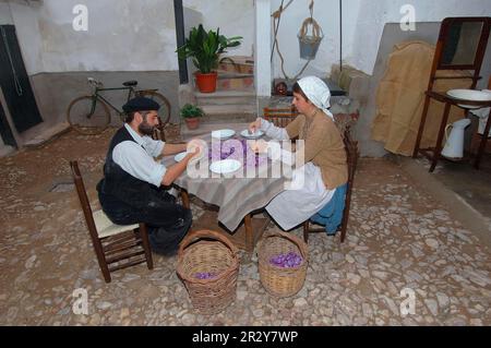 Scopare le macchine per fiori di zafferano, lavorazione dello zafferano, Consuegra, Fiesta de la Rosa del Azafran, Via Don Chisciotte, Provincia di Toledo, Castilla-la Mancha Foto Stock