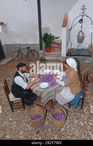 Scopare le macchine per fiori di zafferano, lavorazione dello zafferano, Consuegra, Fiesta de la Rosa del Azafran, Via Don Chisciotte, Provincia di Toledo, Castilla-la Mancha Foto Stock