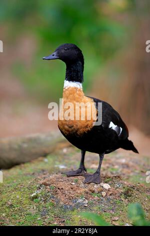 Australian shelduck (Tadorna tornoides), cassowary collato, adulto, maschio, drake, Phillip Island, Victoria, Australia Foto Stock