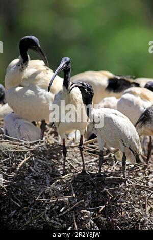 Bianco Australiano bianco australiano ibis (Threskiornis molucca), gruppo di adulti sul nido, nuovo Galles del Sud, Australia Foto Stock