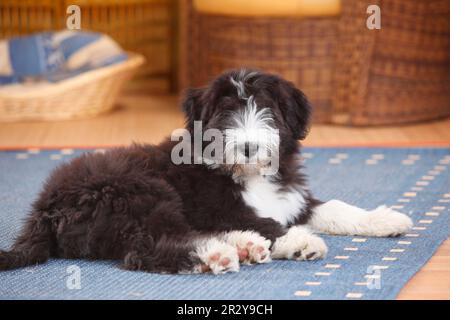 Collie beared, cucciolo, 14 settimane Foto Stock