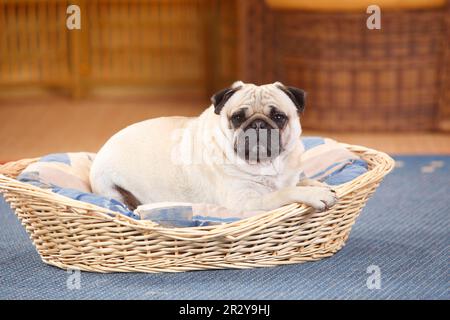 Cuccia in calzino per cani Foto Stock