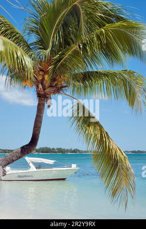 Barca e palma, Oceano Indiano, Pereybere, Mauritius Foto Stock