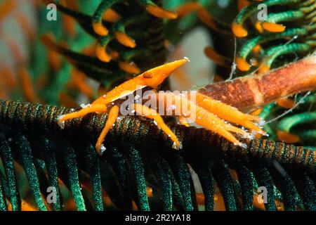 Shrimp Star Feather, Shrimp Star Hairy, Shrimp Partner, Shrimp star jumping Feather (Allogalathea elegans), Galatheidae, Crinoid, Critter, Filippine Foto Stock