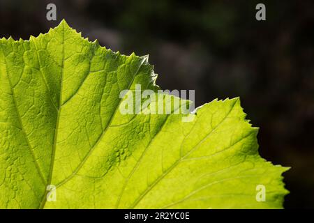 Vivace struttura a foglia macro verde. Sfondo con motivo organico, primo piano di foglia gigante con texture visibile. Cellule e vene su superficie di pianta dettagliata Foto Stock