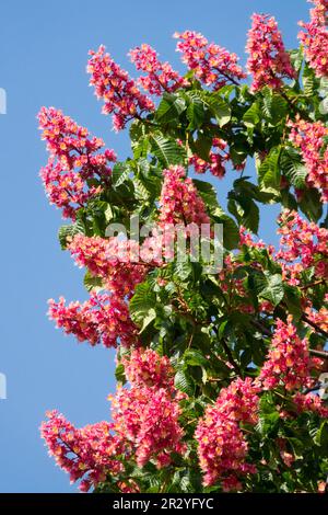 Aesculus x carnea 'Briotii', fiore di castagno di cavallo rosso Foto Stock