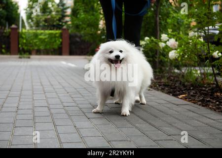 Donna che cammina con un simpatico e soffice spitz giapponese sulla strada della città, primo piano Foto Stock