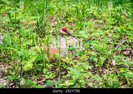 Sandhill Crane sul nido a Kensington Metropark nel Michigan Foto Stock