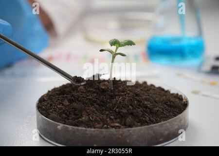 Scienziato prende campione di suolo da contenitore con germoglio Foto Stock