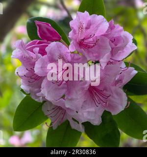 Primo piano di fiori di Rhododendron 'Perla Rosa' (ibrido) in un giardino in primavera Foto Stock