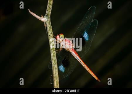 Primo piano di Dragonfly arroccato su un ramo di albero, legno secco e sfondo naturale, fuoco selettivo, macro di insetti, insetti colorati in Thailandia Foto Stock